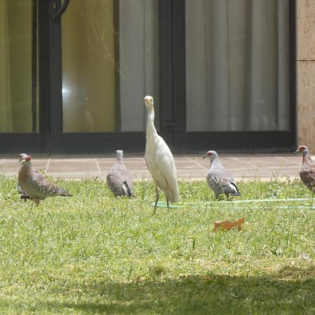 L'Amitie Hotel NʼDjamena エクステリア 写真
