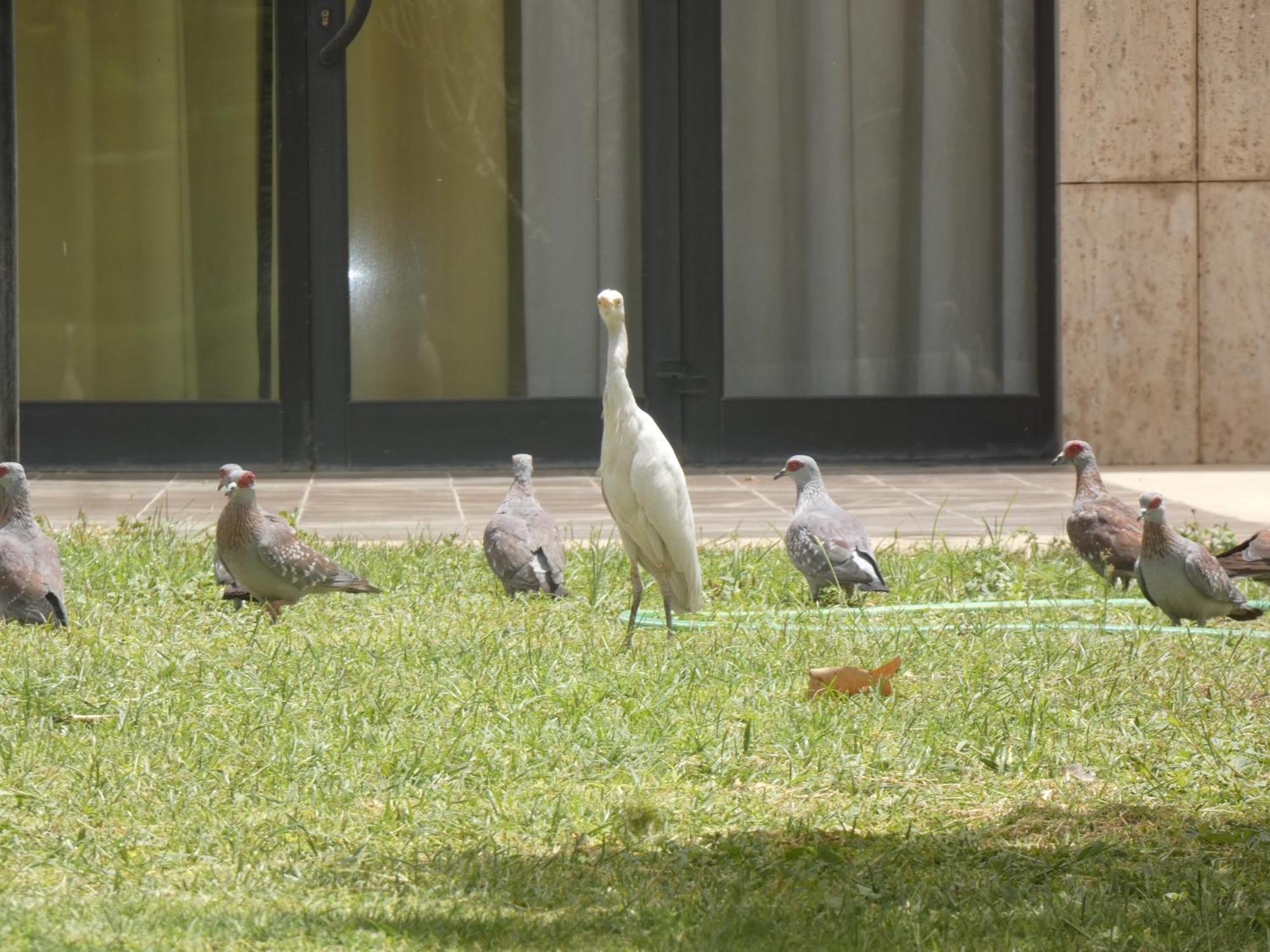 L'Amitie Hotel NʼDjamena エクステリア 写真